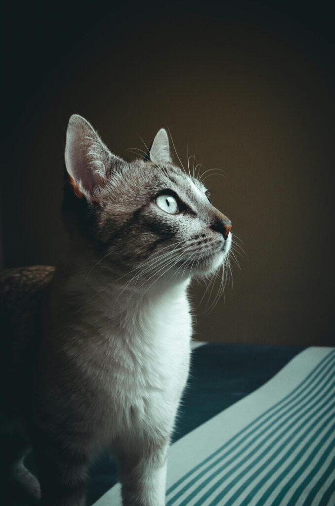 Close-up portrait of a curious grey and white domestic cat with striking eyes, gazing intently.